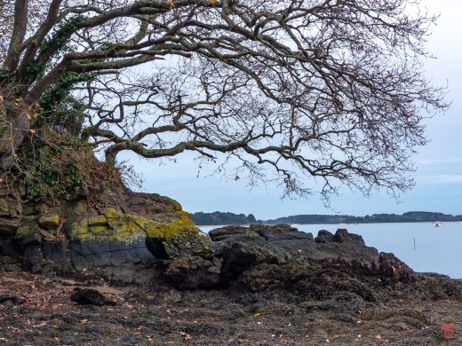 56-Golfe-du-Morbihan-1070344