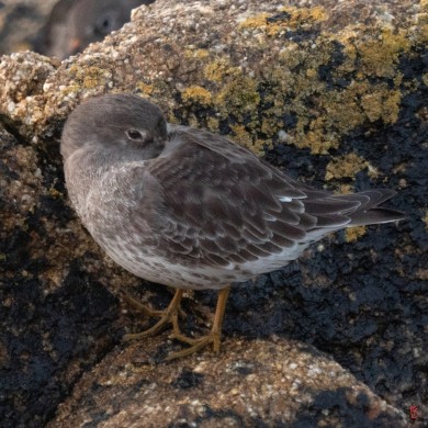 29-Porspoder-1011211