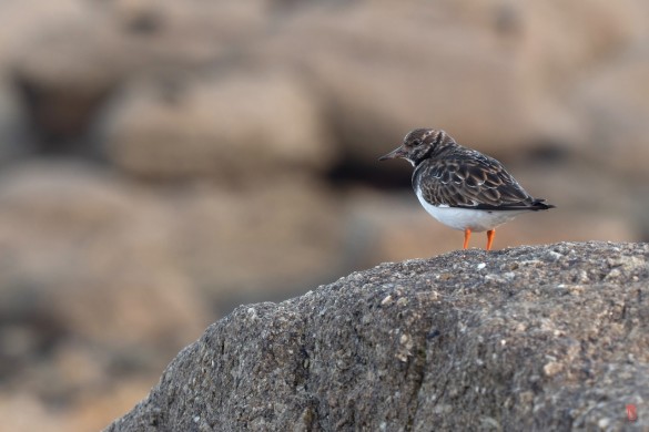 29-Porspoder-1011262