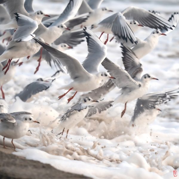 Mouettes au Loch Primelin