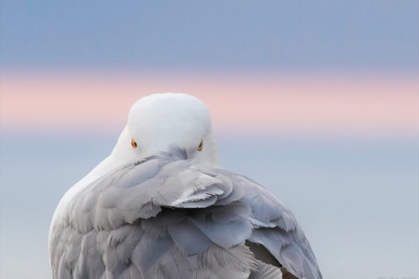 Goéland argenté