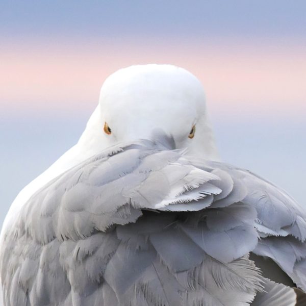 Goéland argenté