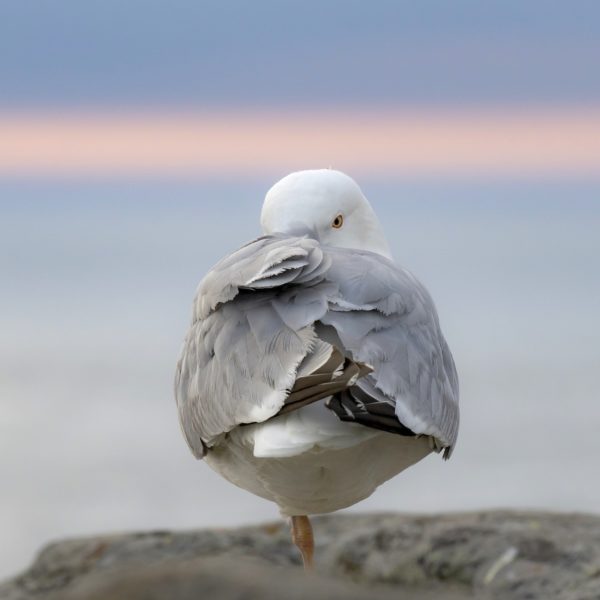 Goéland argenté