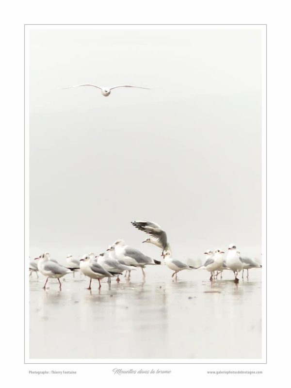 Mouettes dans la brume