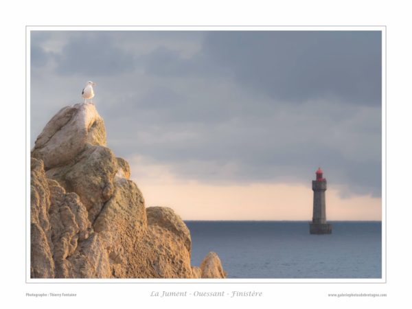 Goéland et la Jument