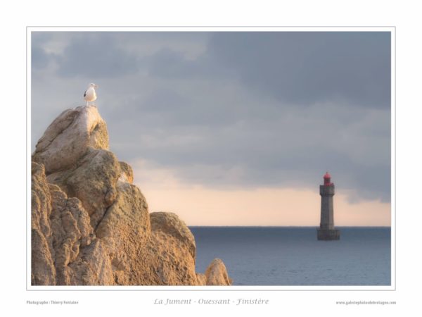 OUESSANT JUMENT - Goéland et la Jument - Quimper Brest