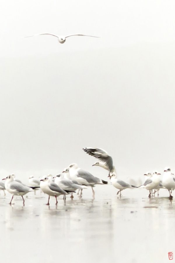 Mouettes dans la brume