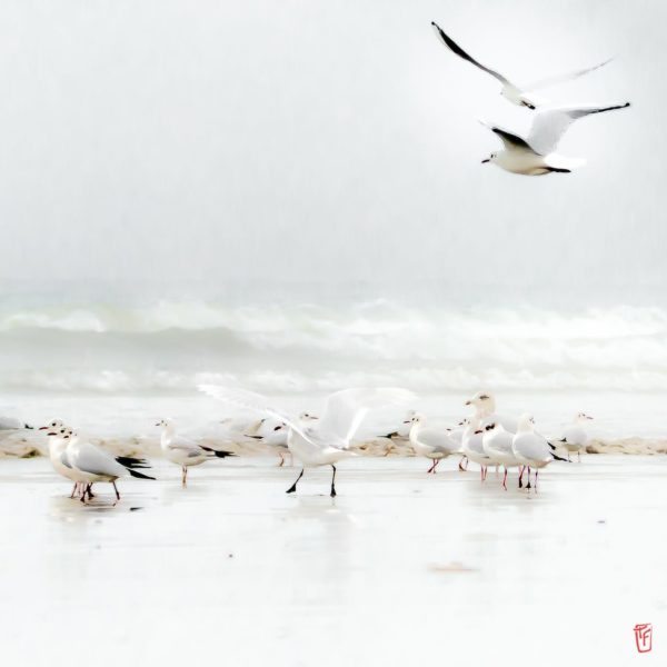 Mouettes dans la brume