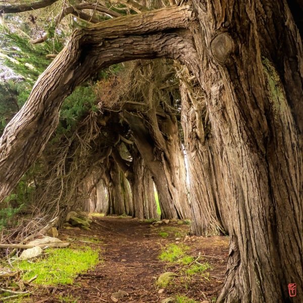 Allée d'arbres