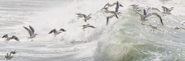 Mouettes surfeuses